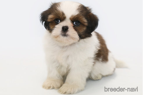 成約済の神奈川県のシーズー-346837